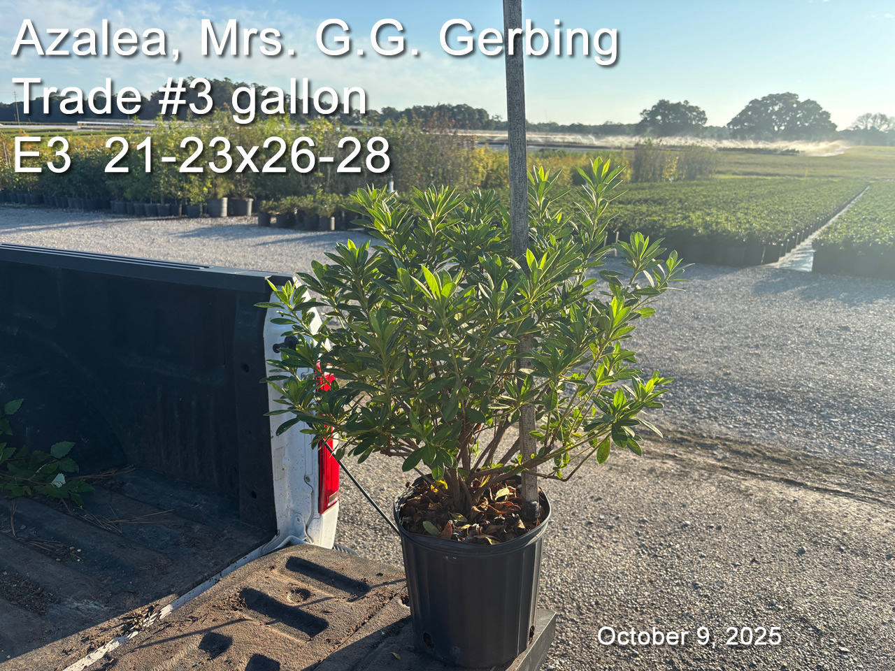 gallery/gg3t e3 oct9.jpg